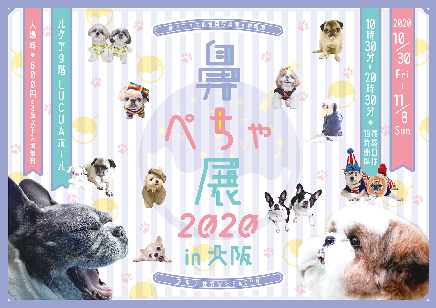 癒しのパグ・チワワ・シーズー大集合！“鼻ぺちゃ犬”の祭典「鼻ぺちゃ展」大阪・東京・名古屋で開催