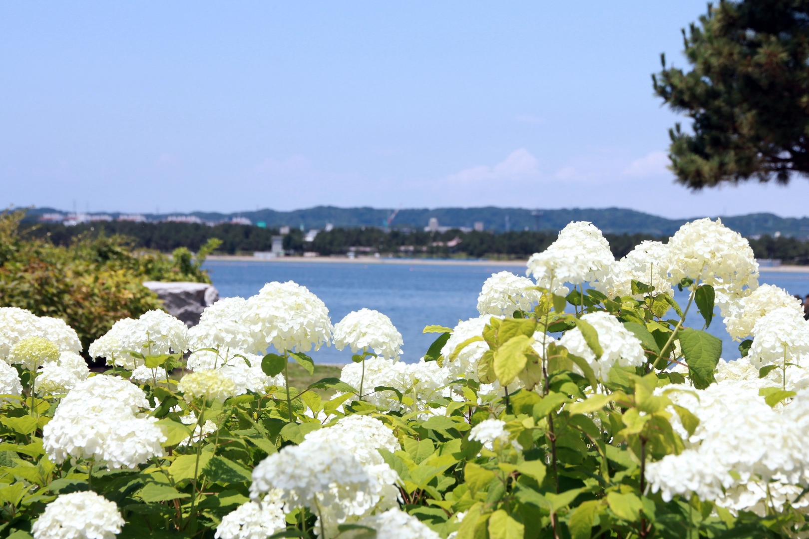 0520_seaparadiseajisai251.jpg